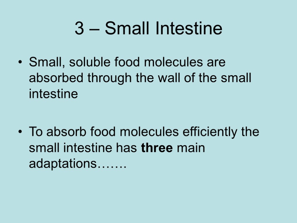 3 – Small Intestine Small, soluble food molecules are absorbed through the wall of